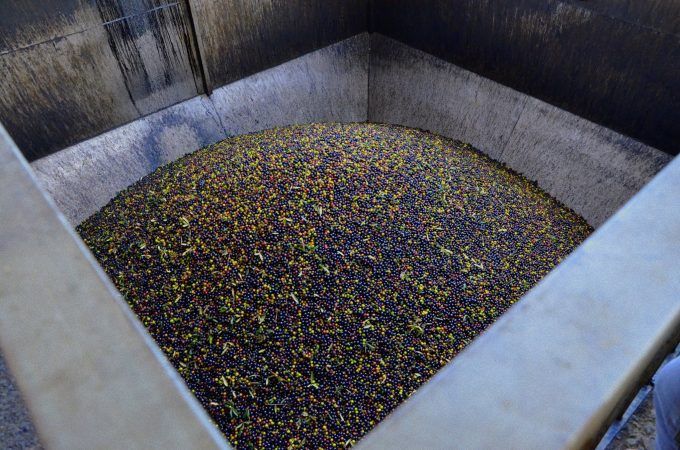 aceite de oliva, axarquía aceite de oliva, axarquia