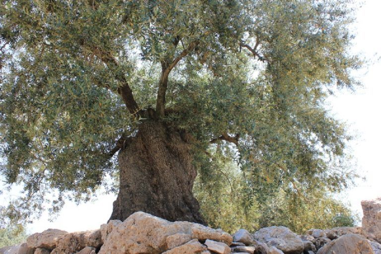 Aceite PERIANA presenta su virgen extra verdial para el público infantil