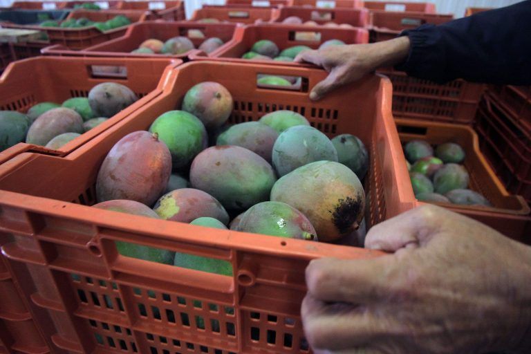 El mango andaluz se consolida y deja 22.000 toneladas esta campaña