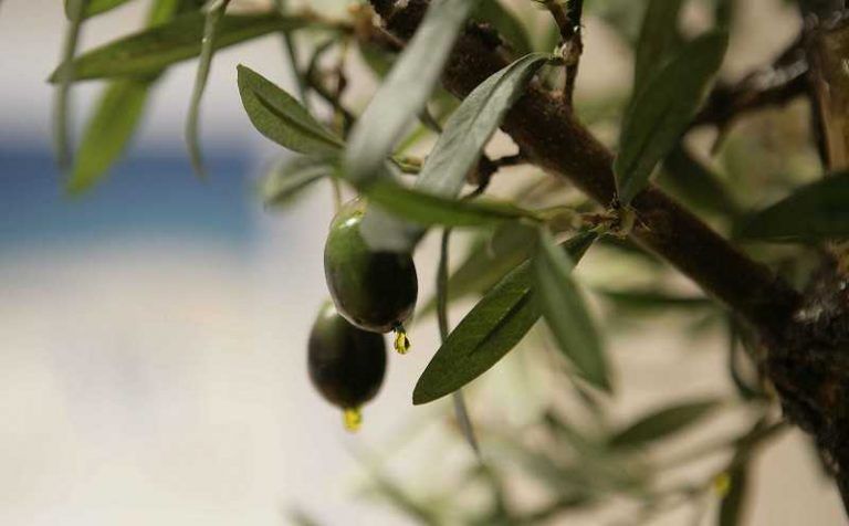 Las almazaras malagueñas se podrán inscribir, hasta el 26 de enero, en la XVII edición del Premio al mejor Aceite de Oliva Virgen Extra (AOVE) de la provincia