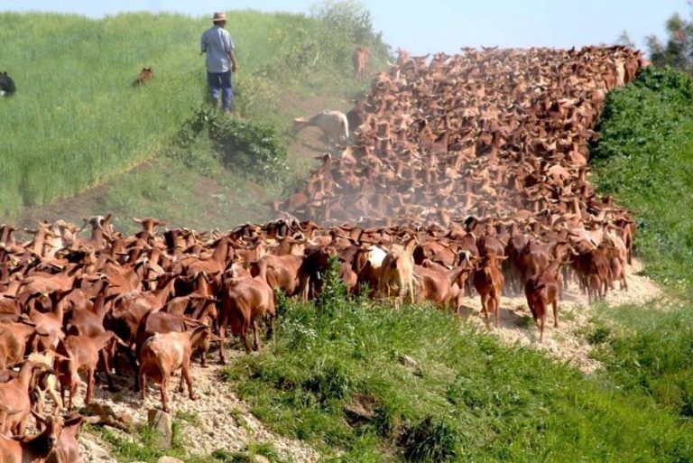Ser pastor por un día, la actividad que promueve Cabrama para poner en valor la cabra malagueña