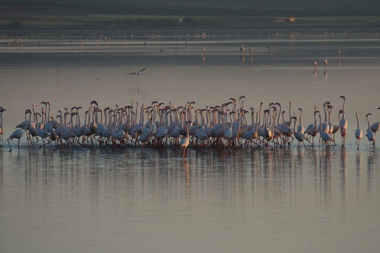 La Laguna de Fuente de Piedra cuenta con más de 4.500 flamencos y un nivel de agua óptimo para la reproducción
