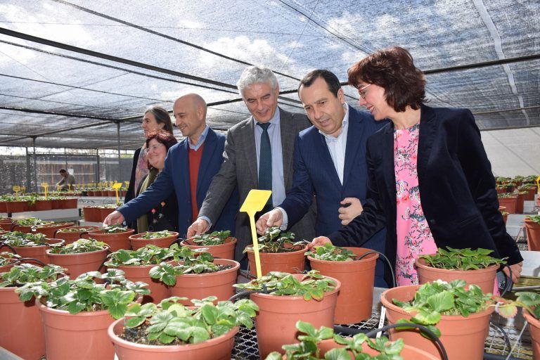 El IFAPA cuenta en Málaga con el mayor Banco de Germoplasma de fresa de Europa para investigación