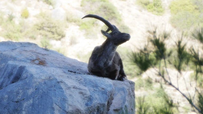 El Caminito del Rey, un enclave privilegiado por su variada fauna