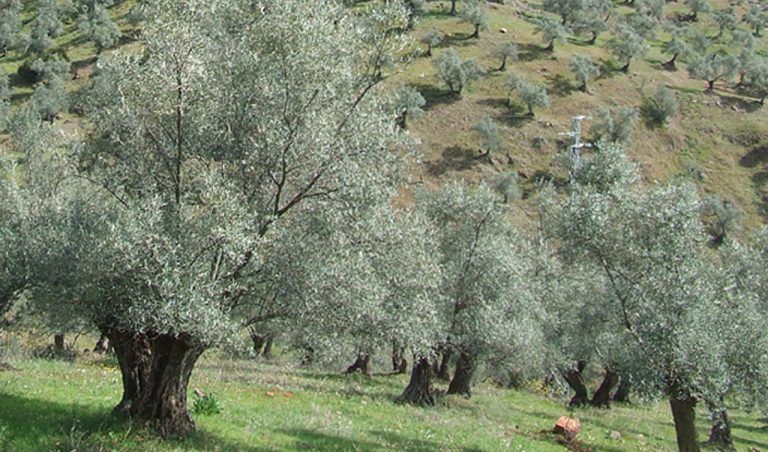 Nuevas tecnologías contra la ‘mosca del olivo’