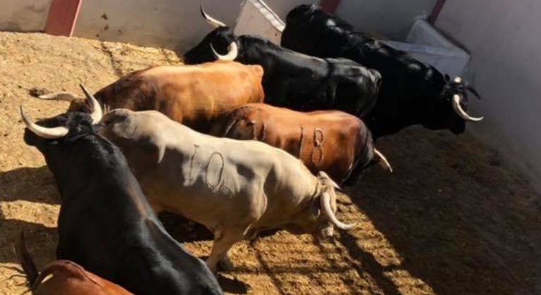 Comienza la Feria Taurina de Antequera