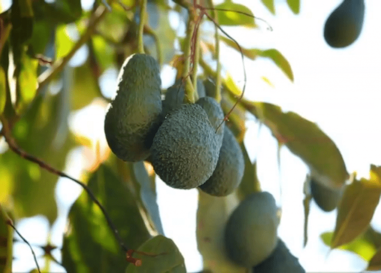 Málaga y la Axarquía a la cabeza de exportaciones de frutas subtropicales alcanzando un récord de exportaciones