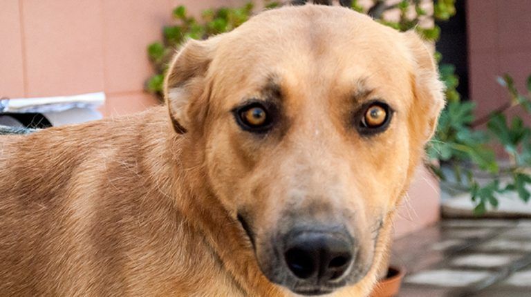 Una familia esperan 23 perros