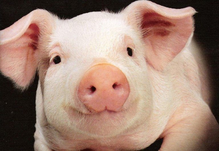 La carne de cerdo «no contiene listeria»