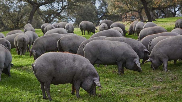 ¿El jamón de bellota previene la colitis ulcerosa?