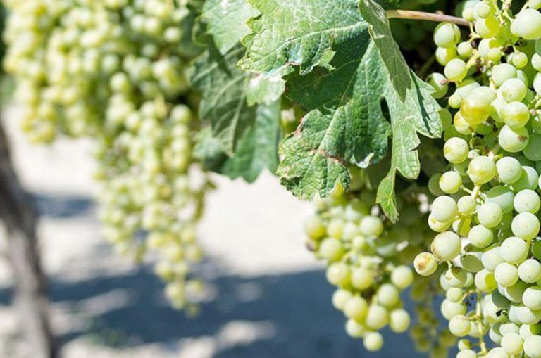 En jaque 520 millones de euros en Andalucía por los aranceles de Trump