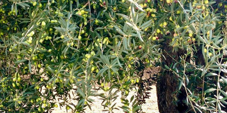 Piden una respuesta coordinada del Gobierno central a los nuevos aranceles de EEUU