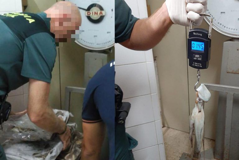 Intervenidos, de descargas ilegales, pulpos inmaduros en Fuengirola