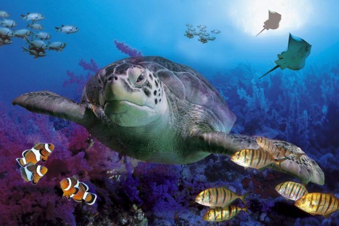 sea life benalmadena