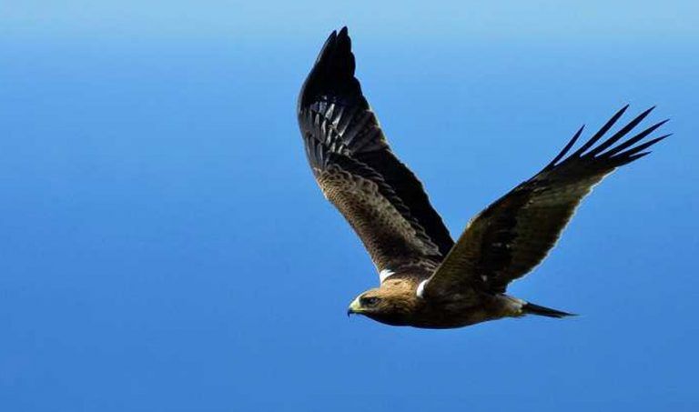 La Diputación organiza nuevas actividades formativas para promocionar la observación de aves