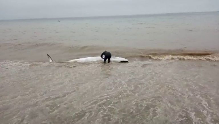 Muere la cría ballena que fue rescatada el viernes en Rincón