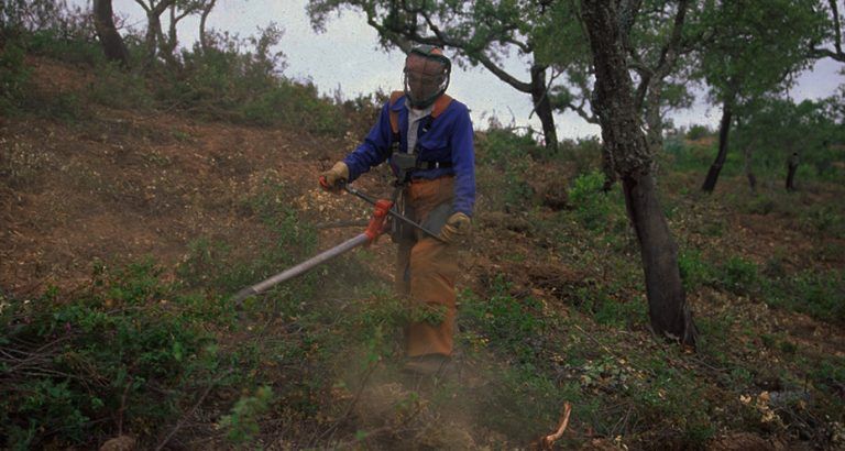 La Junta licita por 781.000 euros un proyecto de tratamientos silvícolas preventivos en la provincia de Málaga