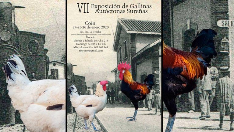 A partir del viernes se celebra en Coín la VII Exposición de Gallinas Autóctonas