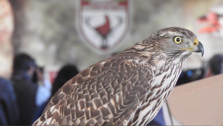 La Cetrería andaluza vive su fiesta grande en Antequera