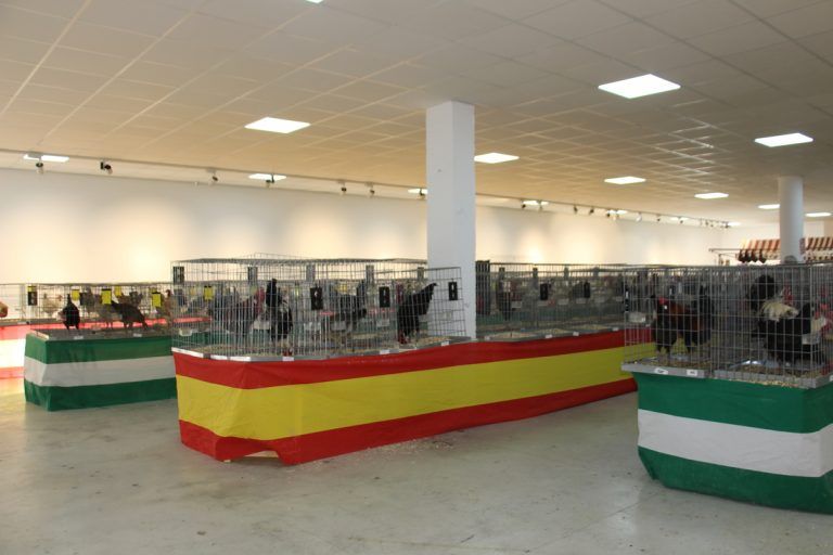 Abierta al público la XII Exposición de Gallinas Sureñas