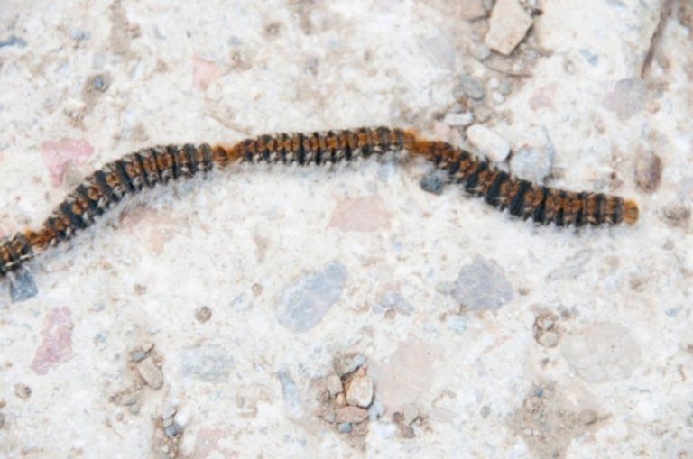 El Ayuntamiento de Rincón pone en marcha un servicio de atención ante la detección de la procesionaria del pino