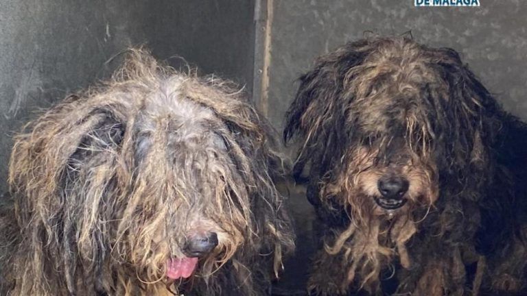 Investigan a un hombre por tener 16 perros hacinados en un piso de Málaga