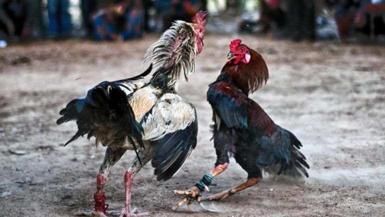 Nueve detenidos por sustraer 300 gallos de pelea en zonas rurales de Málaga