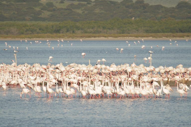La Laguna de Fuente de Piedra cuenta en la actualidad con 8.000 parejas reproductoras de flamencos