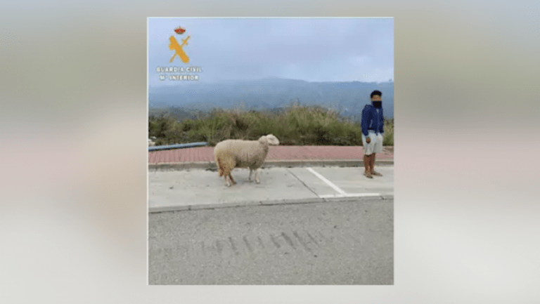 Denunciado un hombre en Marbella por saltarse el confinamiento para pasear una oveja