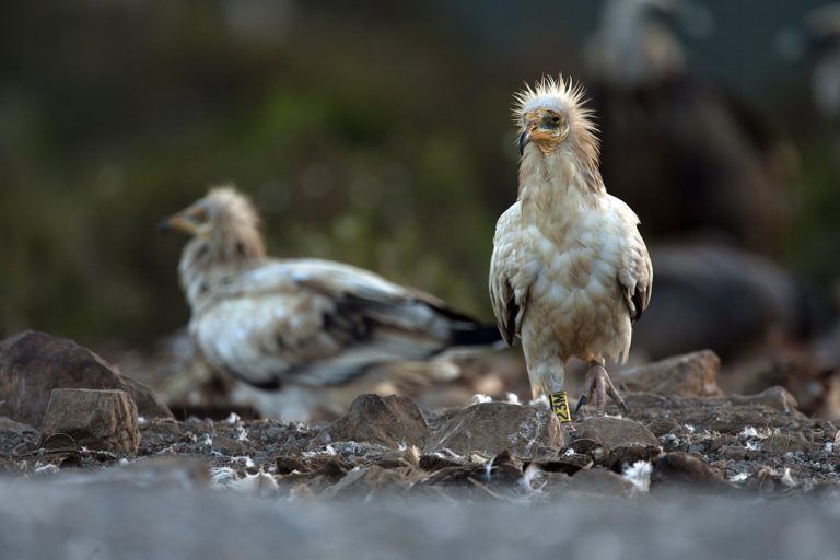 Andalucía se incorpora al programa europeo de cría del alimoche para evitar su extinción