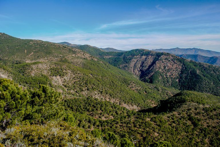 El Ayuntamiento de Estepona intensifica los controles policiales en Sierra Bermeja y zonas rurales para prevenir incendios forestales