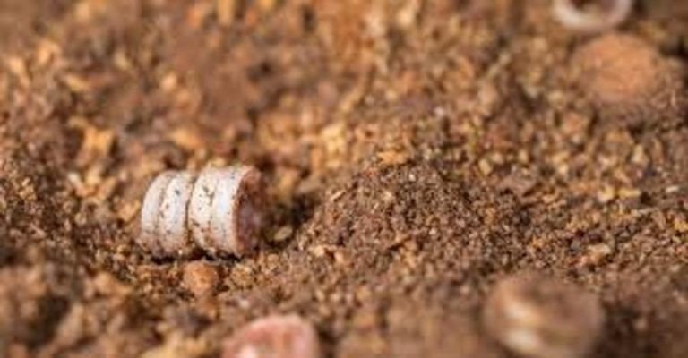 Hallan restos de un collar de un ajuar funerario en la Cueva de Nerja