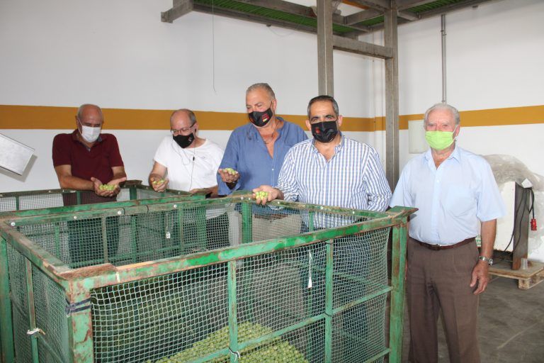 Comienza el verdeo de la aceituna en Álora