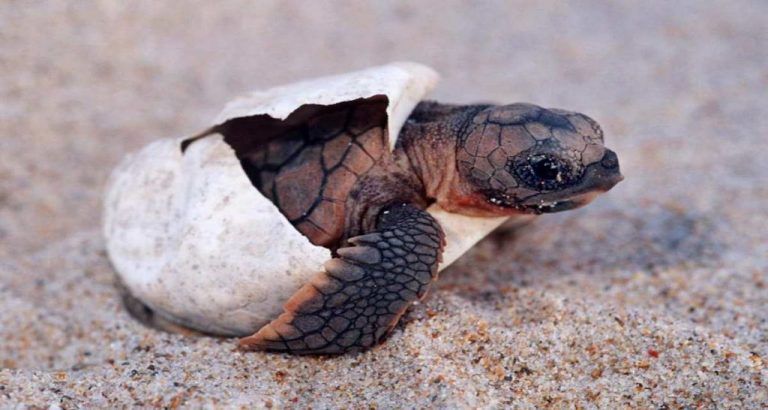 Las tortugas boba nacidas en la Costa del Sol permanecerán un año en un centro especializado para que crezcan