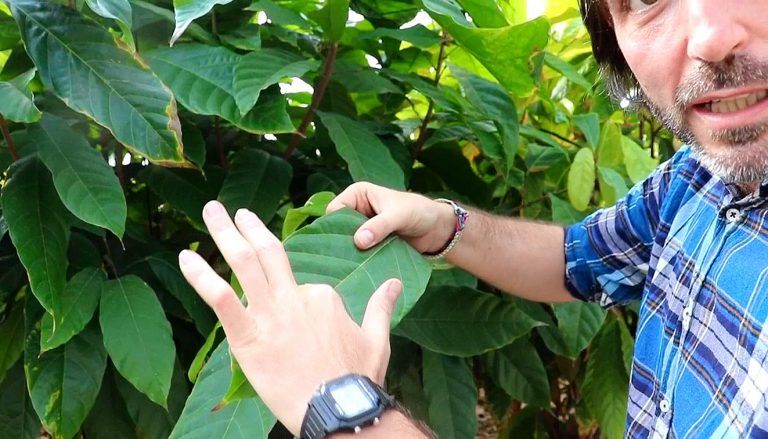 Investigadores del IHSM “La Mayora” hallan un mecanismo de doble absorción de agua en hojas de una planta desértica