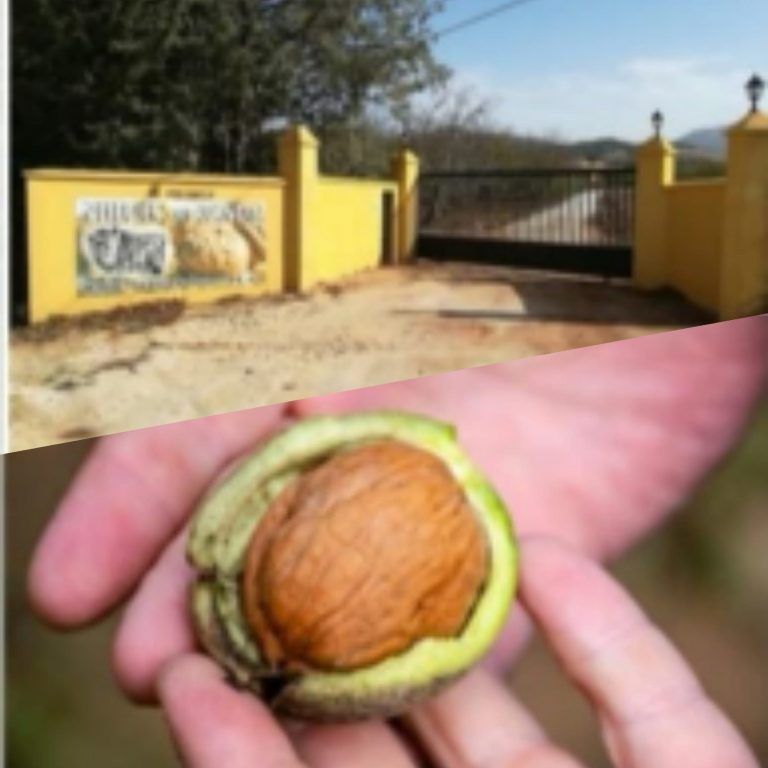 “Nueces de Ronda” ya pertenece a la marca promocional “Sabor a Málaga»