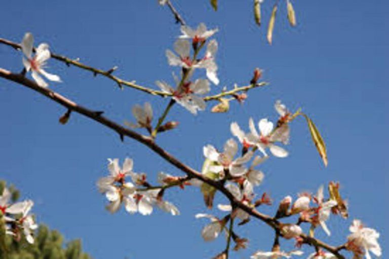 El almendro, la planta del mes de febrero en el Jardín Botánico la Concepción
