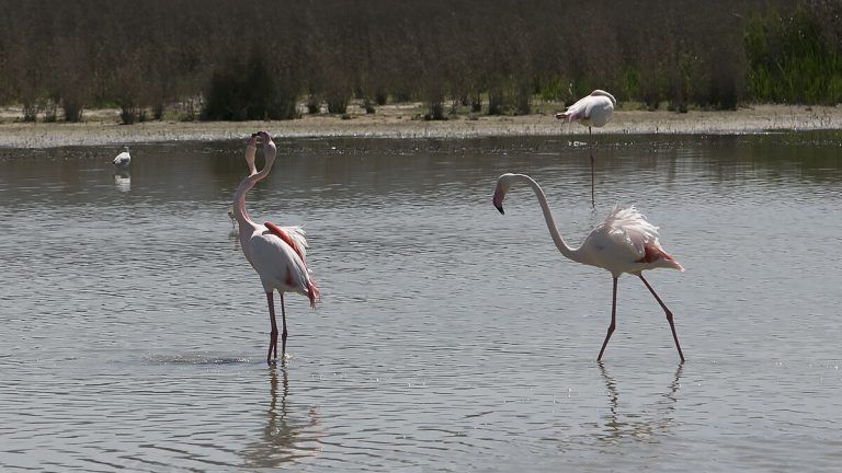 Los flamencos inician a finales de marzo la reproducción en la Reserva Natural Laguna Fuente de Piedra