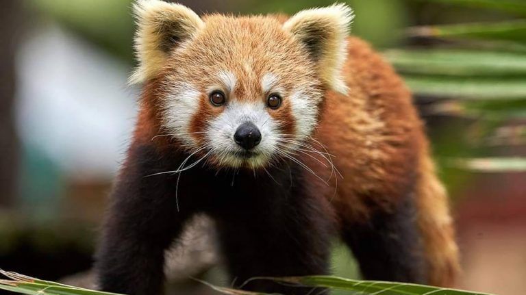 Selwo Aventura recibe un panda rojo macho, una especie en peligro de extinción
