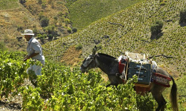 Asoleo, el secreto del vino dulce de la Axarquí­a