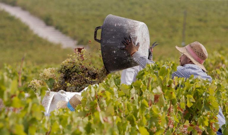 Las bodegas andaluzas con DOP prevén recolectar unos 125 millones de kilos de uva