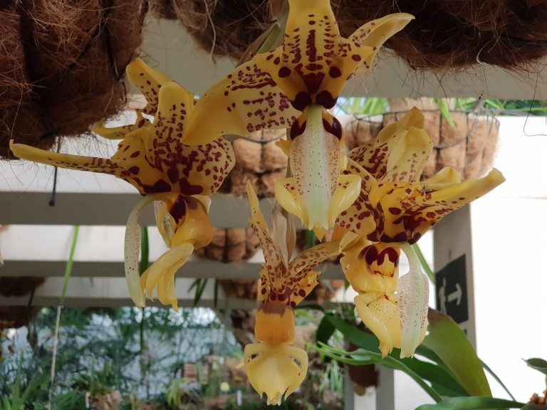El Orquidario de Estepona acoge una especie mexicana con un olor perceptible a metros de distancia