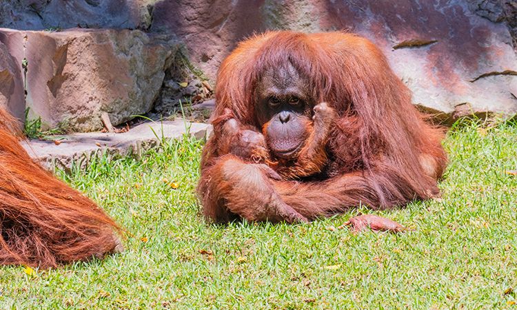 Nace una cría de orangután de Borneo, en BIOPARC Fuengirola a plena luz del día! (Vídeo)