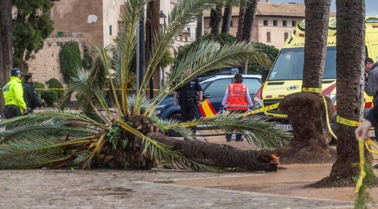Muere un trabajador tras caer sobre él la palmera que talaba en Nerja