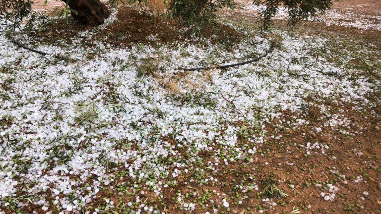 Asaja dice que granizo afecta a agricultura en zonas «muy localizadas» pero «ha tocado de forma importante»