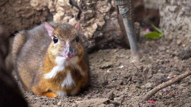Nace un ciervo ratón en Bioparc Fuengirola, una especie muy pequeña con cuatro estómagos