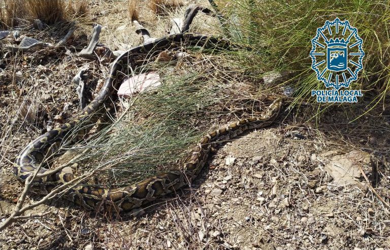 Agentes del Grupona de la Policía Local de Málaga, capturan una serpiente pitón de más de tres metros de longitud