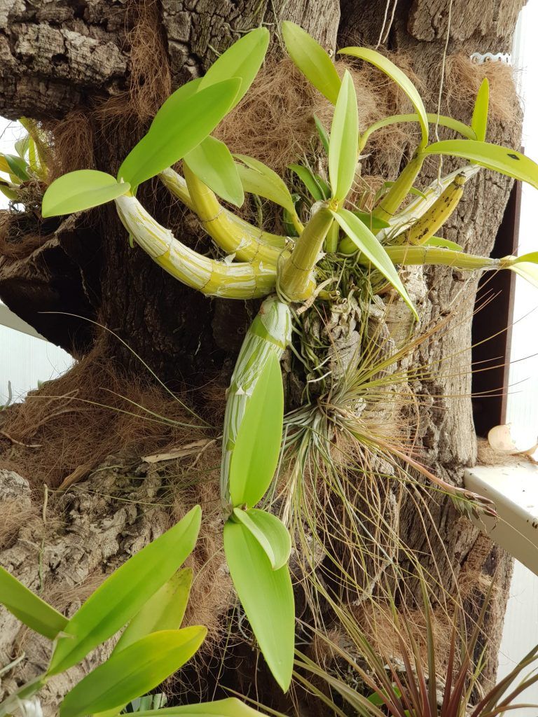 El Orquidario de Estepona consigue tras siete años de cuidados que florezca un ejemplar de la singular orquídea conocida como ‘La amante de las hormigas’