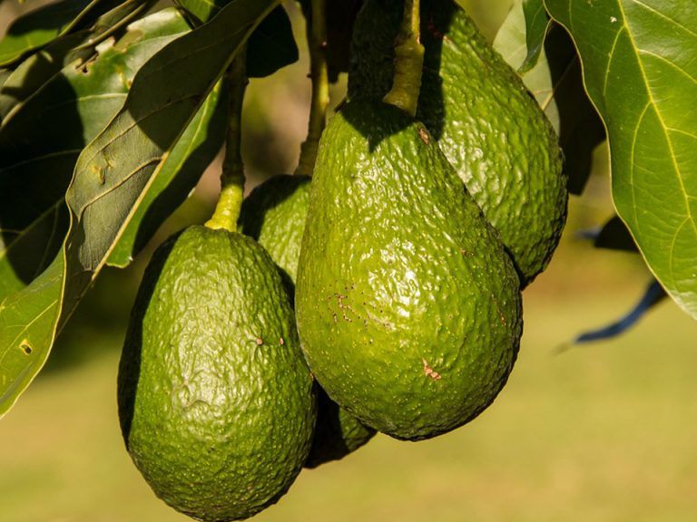 La Mayora identifica componentes bacterianos con función protectora en las plantas de aguacate