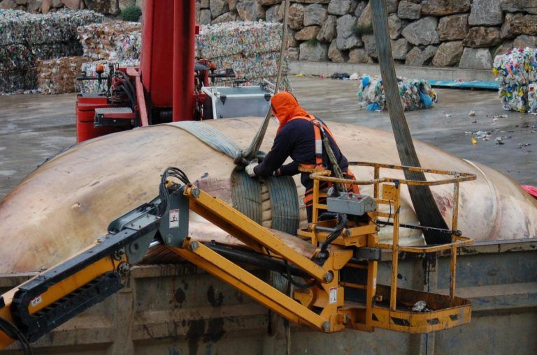 Depositan los restos de la ballena varada en Estepona en un vertedero